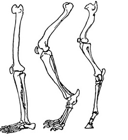 Comparative Anatomy of Legs and Feet in other Animals