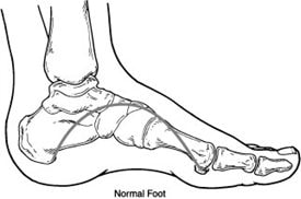 Detailed drawing of a normal foot 